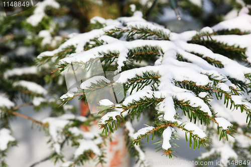 Image of Snow on pine branch