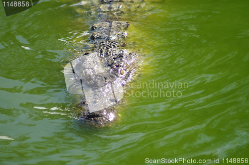 Image of Alligator