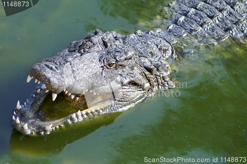 Image of Nil Alligator