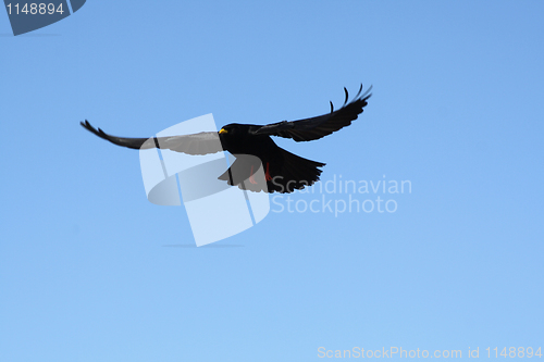 Image of A black crow