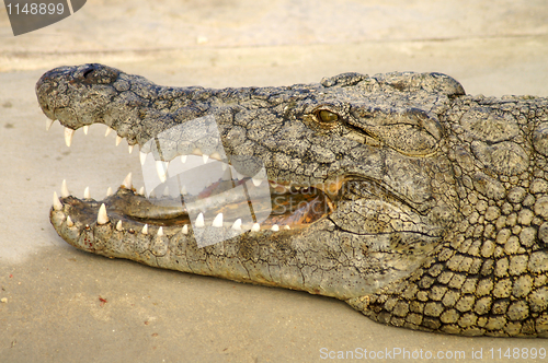 Image of The mouth of a crocodile 