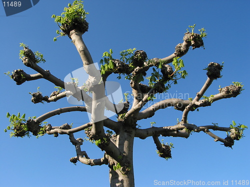 Image of Pollarded chestnut tree at springtime.