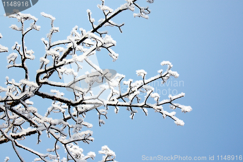 Image of Beautiful weather in the winter