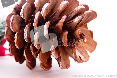 Image of Pine Cone