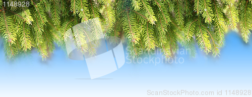 Image of fir branches