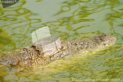 Image of Crocodile hunting 