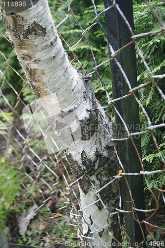 Image of Poplar Tree Growing Through Fence