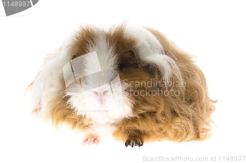 Image of baby guinea pig