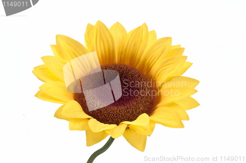 Image of Sunflower