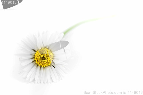 Image of White daisy