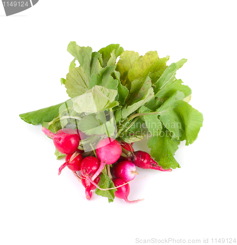 Image of Fresh radishes