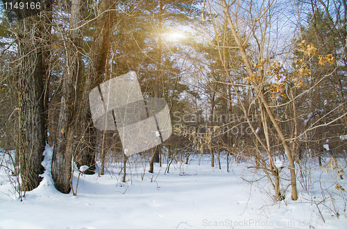 Image of Winter Forest