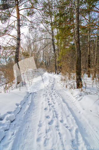 Image of road in the winter forest