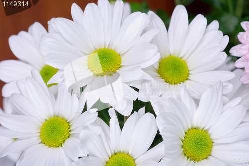 Image of chrysanthemum