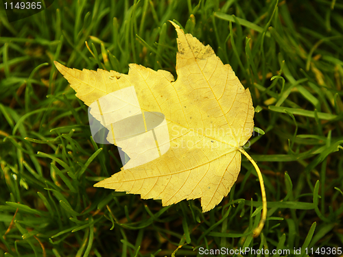 Image of Leaf on grass