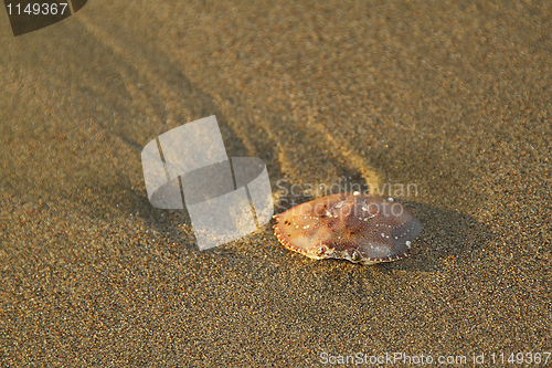 Image of Crab shell