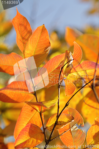 Image of Autumn leaves