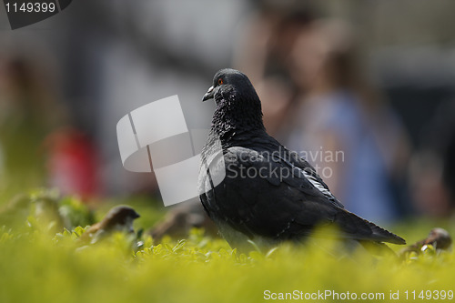 Image of Pigeon