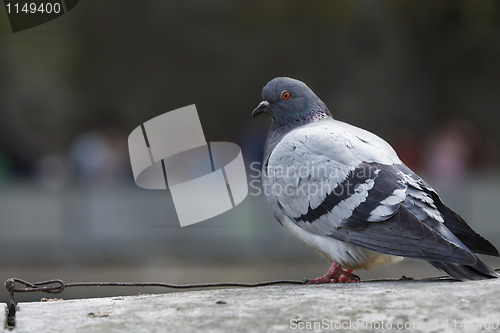 Image of Pigeon