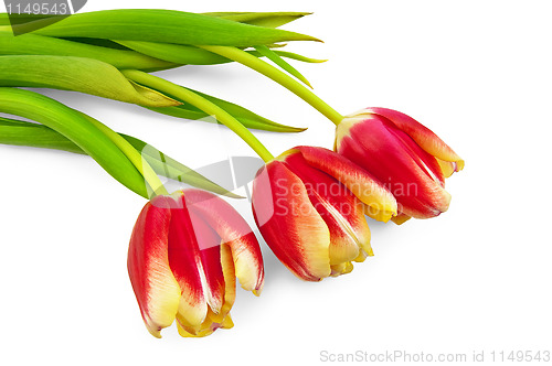 Image of Three yellow-red tulips