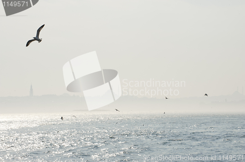 Image of Seagulls over the Bosphorus