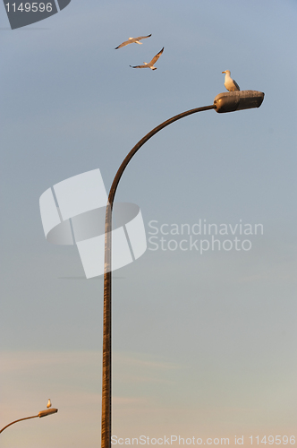 Image of Street lamps with seagulls