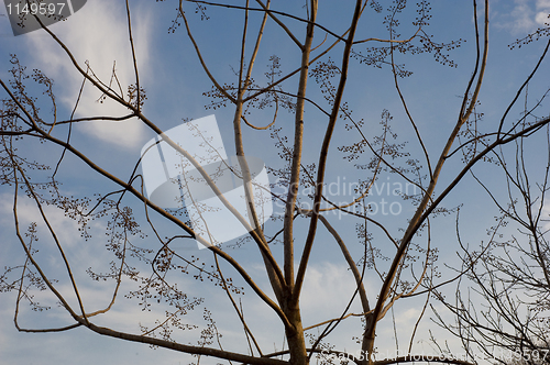 Image of Tree branches in spring