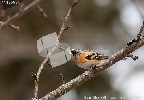 Image of Male brambling