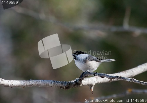 Image of Marsh tit