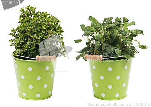 Image of Herbs
