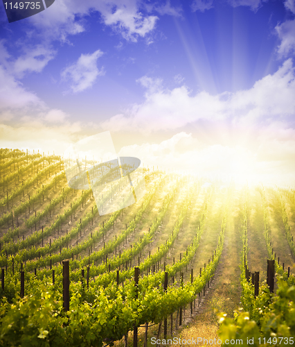 Image of Beautiful Lush Grape Vineyard and Dramatic Sky