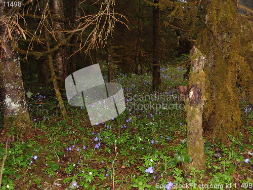 Image of Flowery thicket