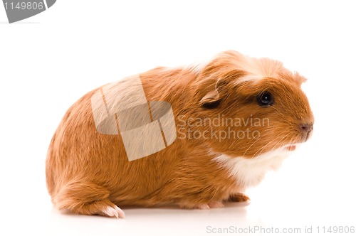 Image of baby guinea pig