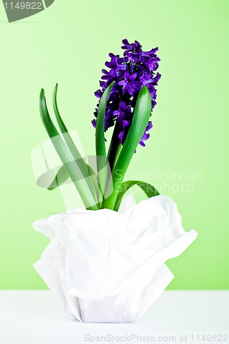 Image of decorative hyacinth blossom