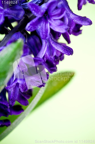 Image of blue hyacinth 