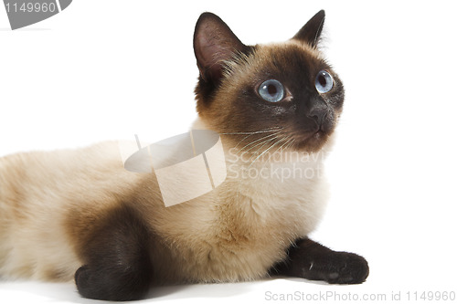 Image of Siamese cat