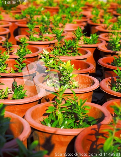 Image of plant seedlings