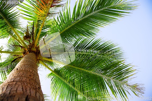 Image of coconut palm 