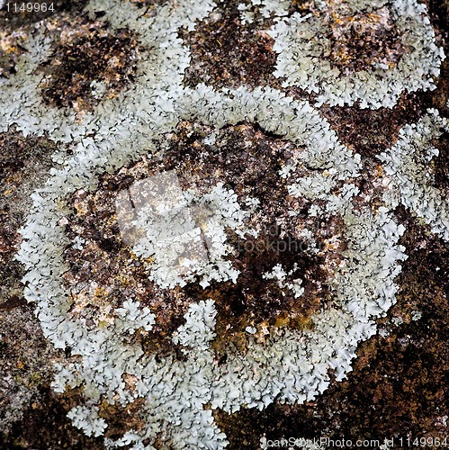 Image of lichen texture