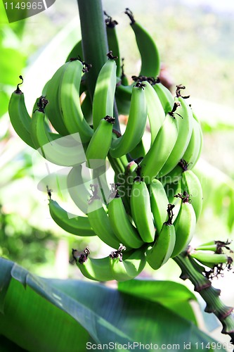 Image of green bananas 