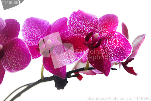 Image of orchid flower