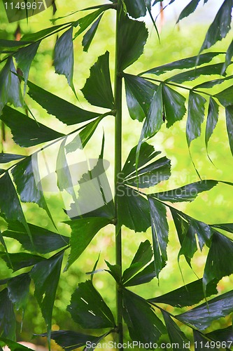 Image of leaves ornamental pattern 