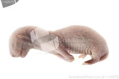 Image of mink embryo