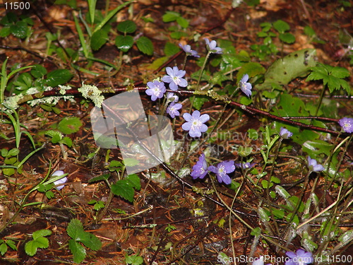 Image of First flowers