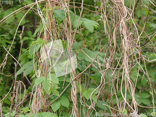 Image of Wild grapes