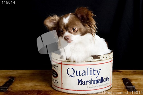 Image of Chihuahua Marshmallows