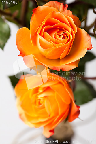 Image of Orange roses
