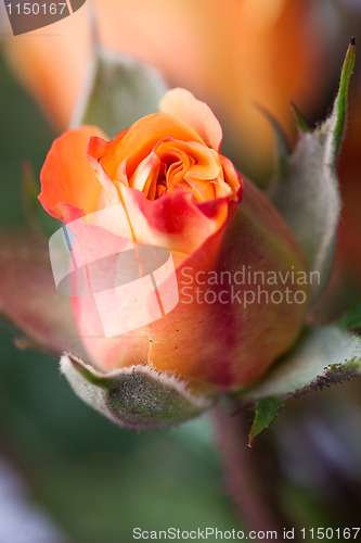 Image of Orange rose bud