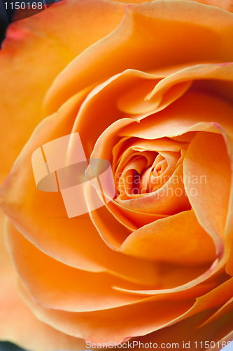 Image of Extreme close-up of an orange rose
