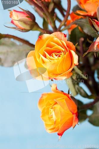 Image of Orange roses